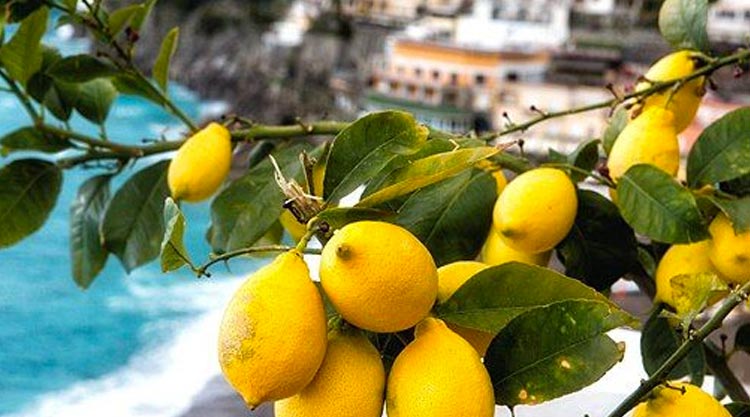 Limoneti terrazzati della Costiera Amalfitana